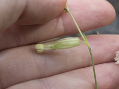 Silene douglasii douglasii