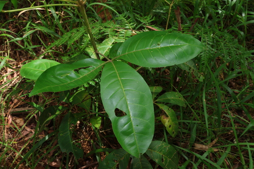 Image of Melicope elleryana by (c) Greg Tasney, some rights reserved (CC BY-SA)