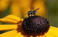 Dianthidium