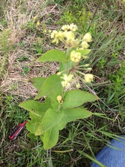 Asclepias ovata