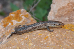 Fuerteventura Skink photo 2