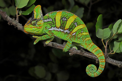 Veiled Chameleon photo 1