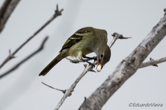 Elaenia flavogaster