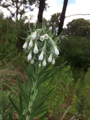 Lithospermum trinervium