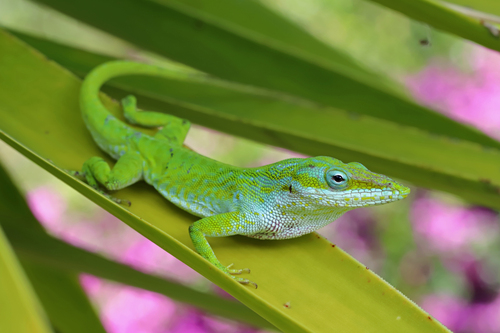 Cuban Green Anole