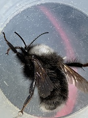Bombus funebris