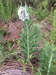 Lithospermum trinervium