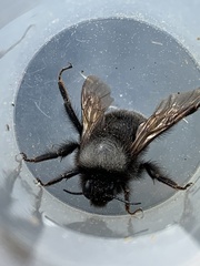Bombus funebris