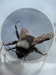 Bombus funebris