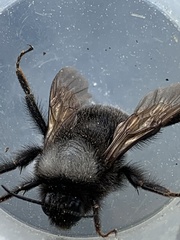 Bombus funebris