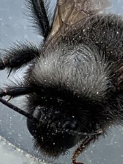 Bombus funebris