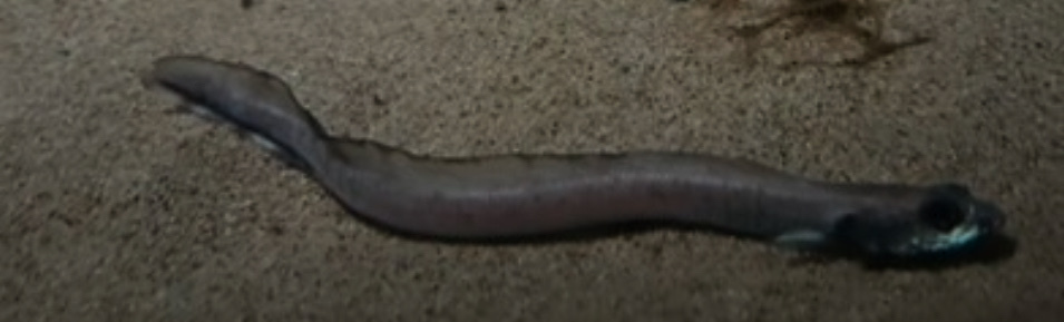 Midwater Eelpout