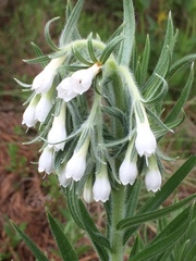 Lithospermum trinervium