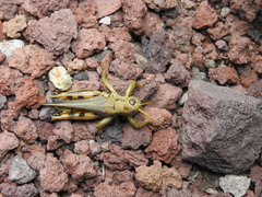 Melanoplus differentialis