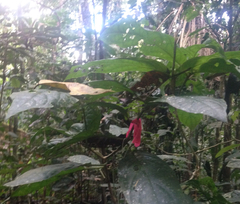 Trichostigma peruvianum