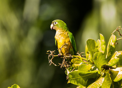 Eupsittula cactorum