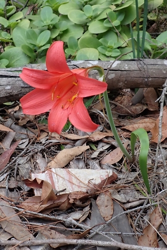 Cyrtanthus sanguineus