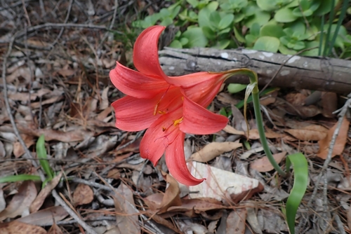 Cyrtanthus sanguineus
