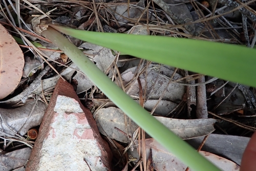 Cyrtanthus sanguineus