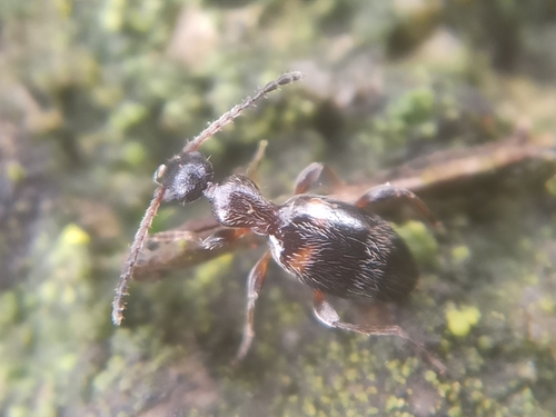 Anthelephila pedestris