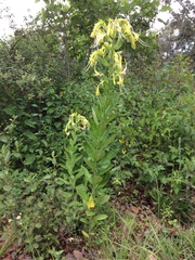 Lithospermum exsertum