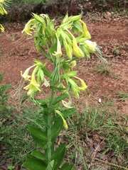 Lithospermum exsertum