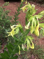 Lithospermum exsertum