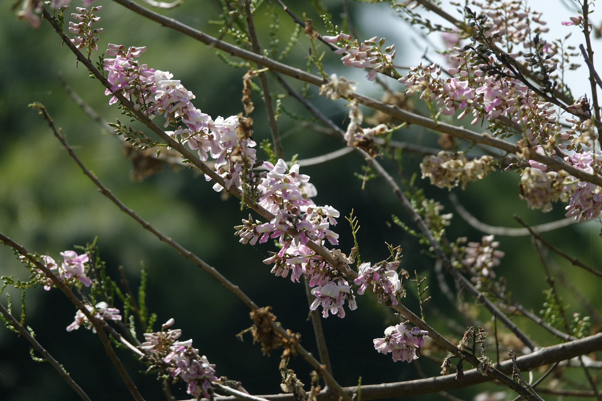 Gliricidia sepium — ảnh 3