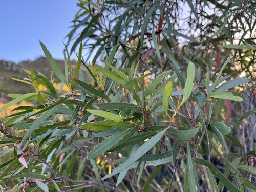 Eucalyptus nitida, photograph 3