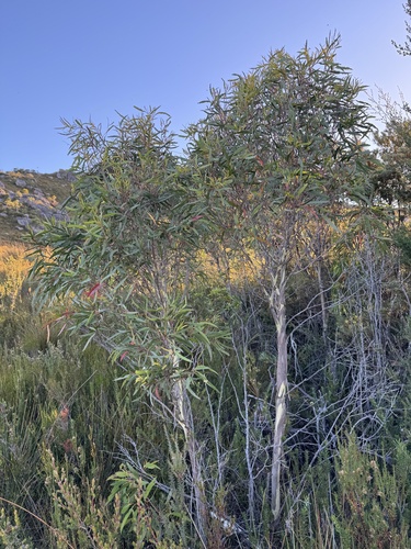 Eucalyptus nitida, photograph 4