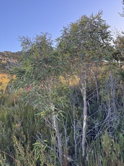 Eucalyptus nitida, photograph (c) Caleb Catto, some rights reserved (CC BY)