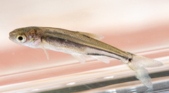 Ptychocheilus grandis