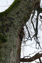 Zhejiang Doritis (Doritis zhejiangensis)