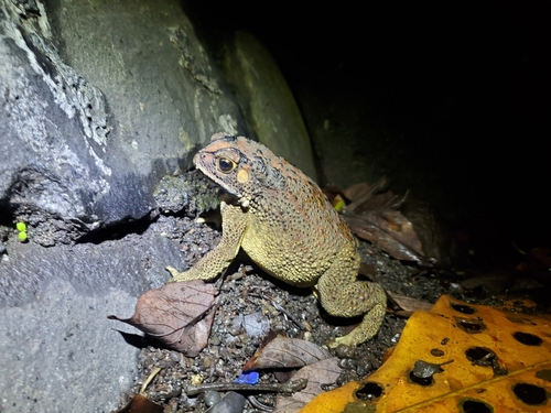 Duttaphrynus melanostictus