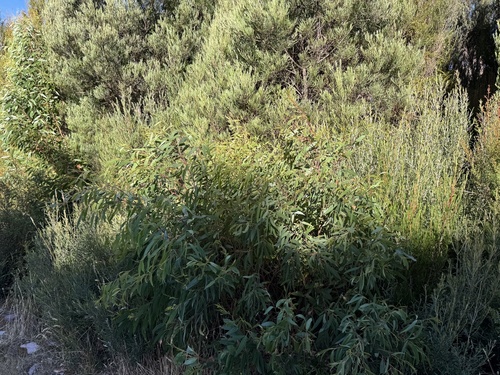 Eucalyptus nitida, photograph 2