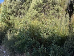Eucalyptus nitida, photograph (c) Caleb Catto, some rights reserved (CC BY)