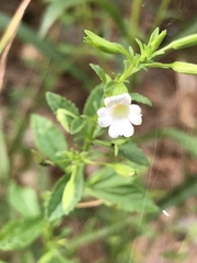 Mecardonia acuminata acuminata
