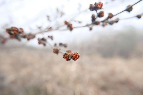 Image of Parrotia subaequalis by (c) 王天, some rights reserved (CC BY)