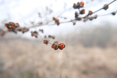 王天, CC BY, iNaturalist via GBIF Parrotia subaequalis, photograph 王天, CC BY, iNaturalist via GBIF