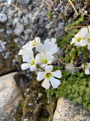 Image of Creeping Mountain Foxglove (Ourisia caespitosa) by (c) Saryu Mae 前 朝琉, some rights reserved (CC BY)