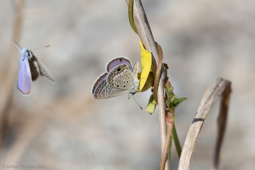 Ceraunus Blue, Fran Reich Preserve, FL, USA, photo 8 of 10