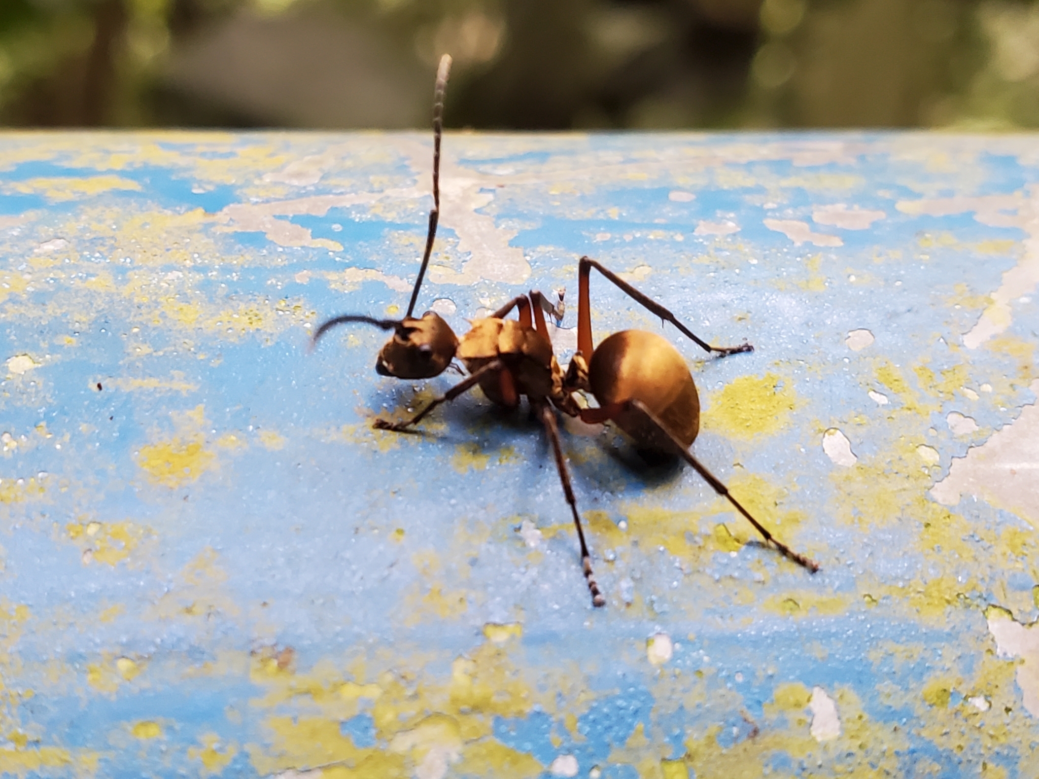 Polyrhachis rufofemorata