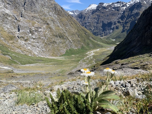 Mullein-leaved Mountain Daisy (Celmisia verbascifolia)