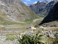 Mullein-leaved Mountain Daisy (Celmisia verbascifolia)
