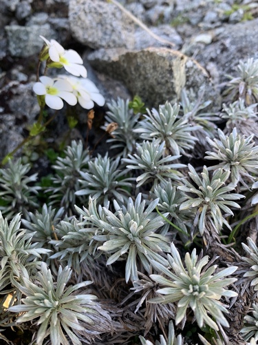 Image of Hector's Daisy (Celmisia hectorii) by (c) Saryu Mae 前 朝琉, some rights reserved (CC BY)