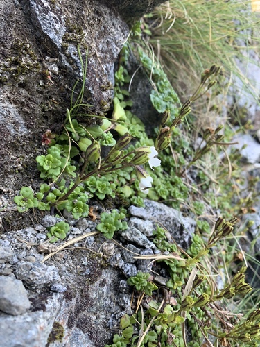 Image of Ourisia caespitosa by (c) Saryu Mae 前 朝琉, some rights reserved (CC BY)