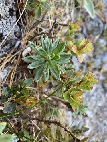 Image of Celmisia walkeri by (c) Saryu Mae 前 朝琉, some rights reserved (CC BY)