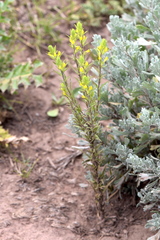 Orthocarpus luteus