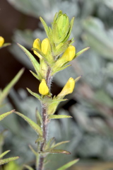Orthocarpus luteus