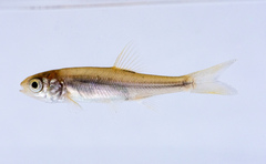 Ptychocheilus grandis